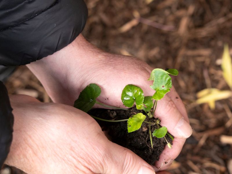 Mãos segurando uma pequena muda sendo plantada em solo fértil, representando o cuidado e o crescimento gradual no processo de nutrição de leads.